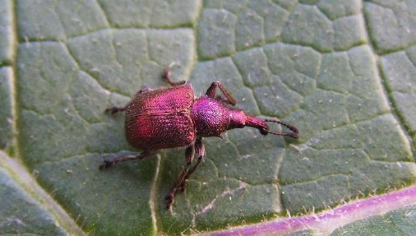 Ρυγχίτης των κερασιών